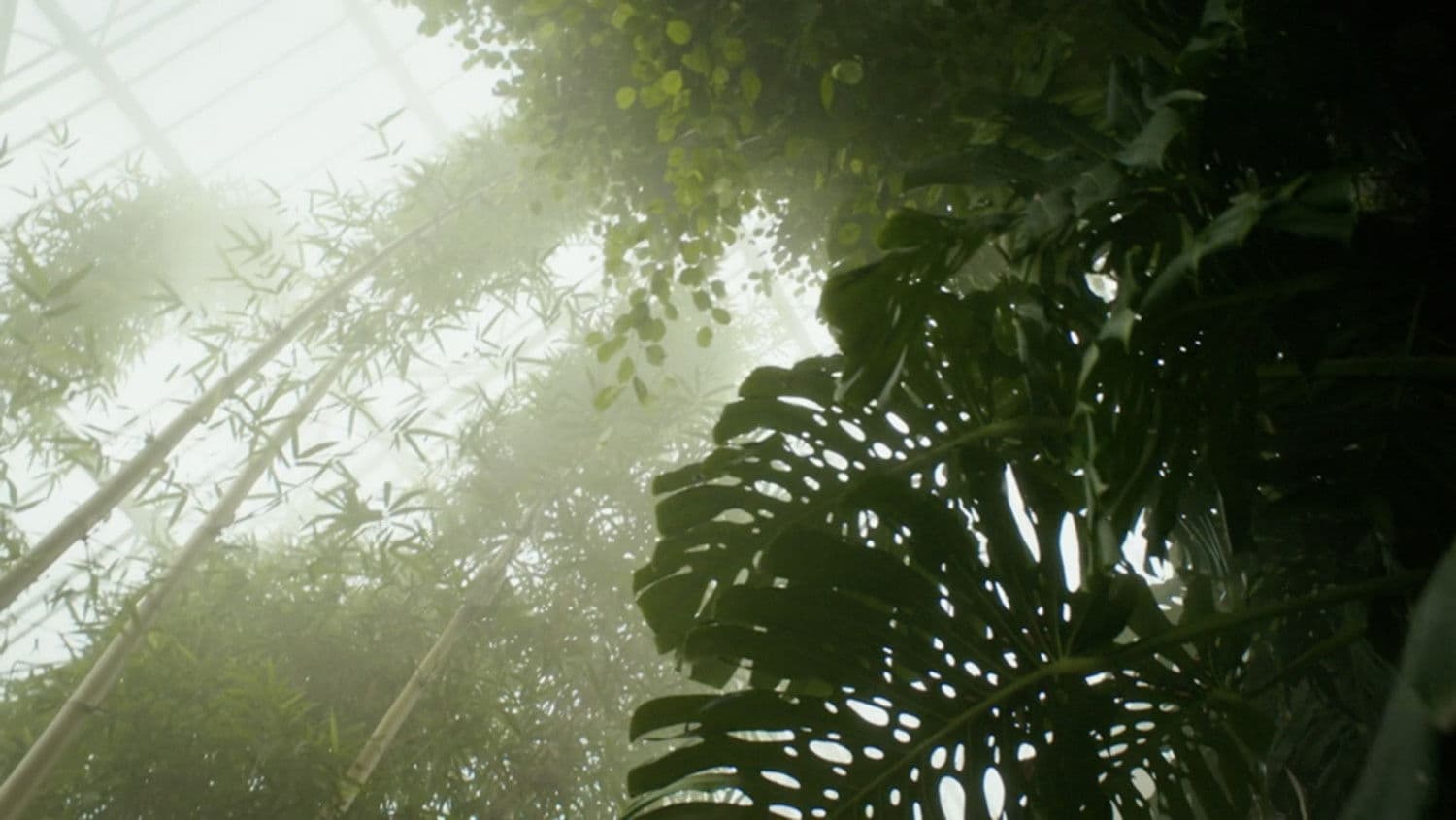 Paradise Lost? backdrop