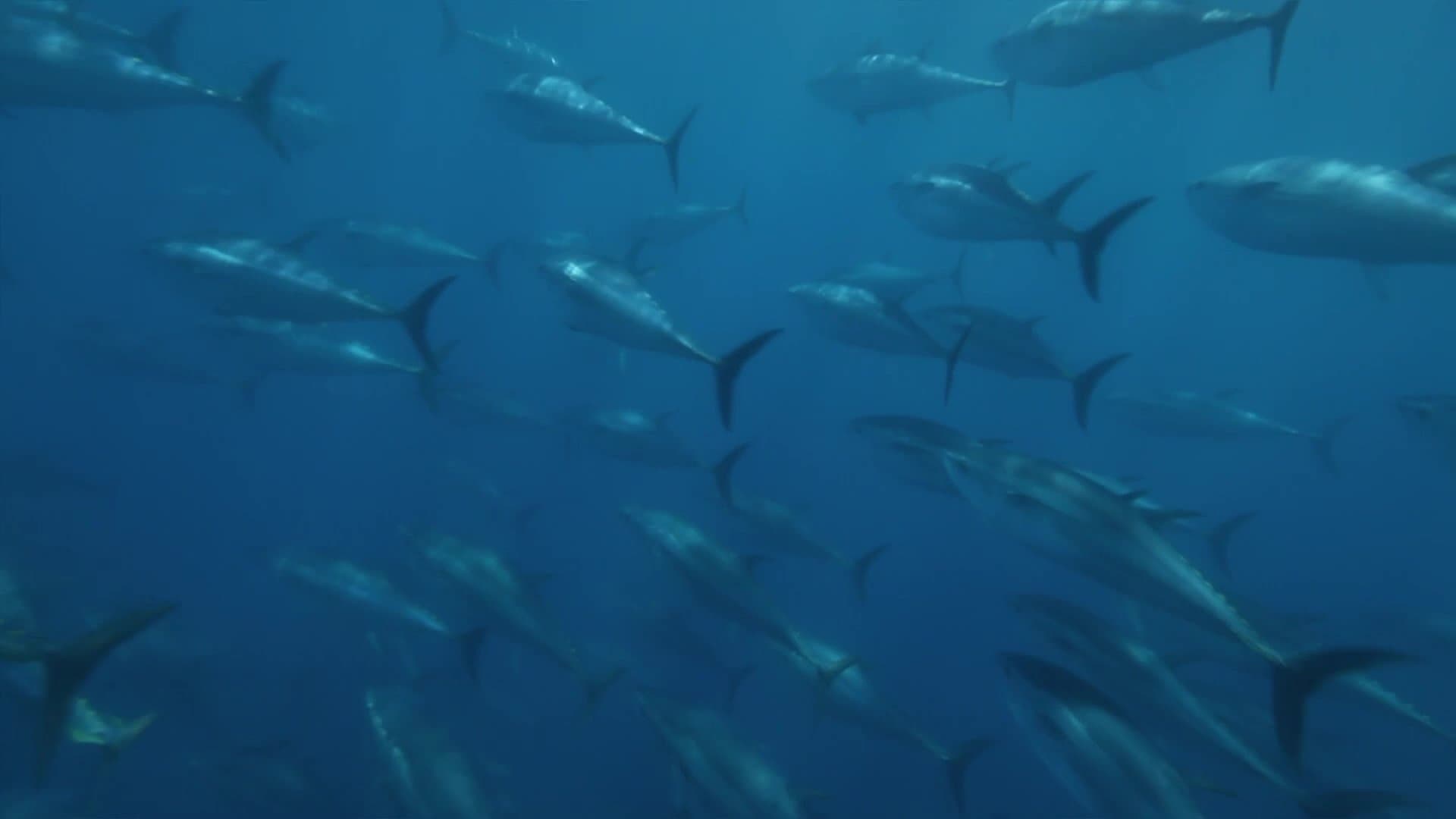 Superfish: Bluefin Tuna backdrop