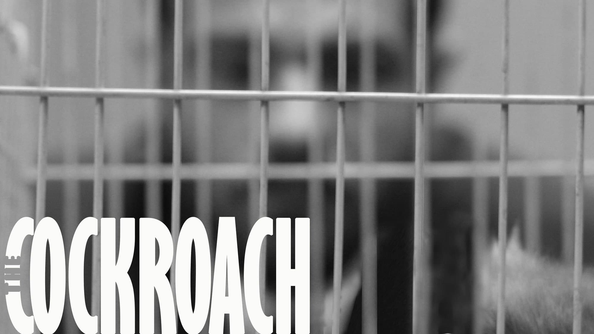 The Cockroach backdrop