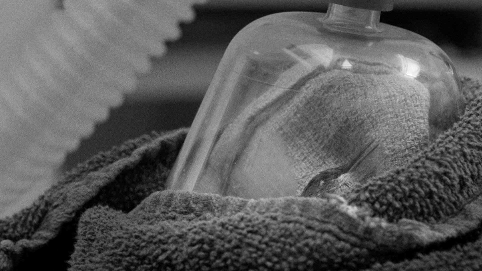 American Wildlife backdrop