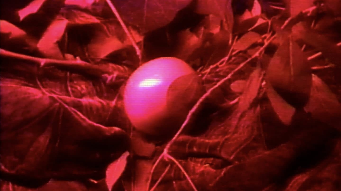 La ventana indiscreta backdrop