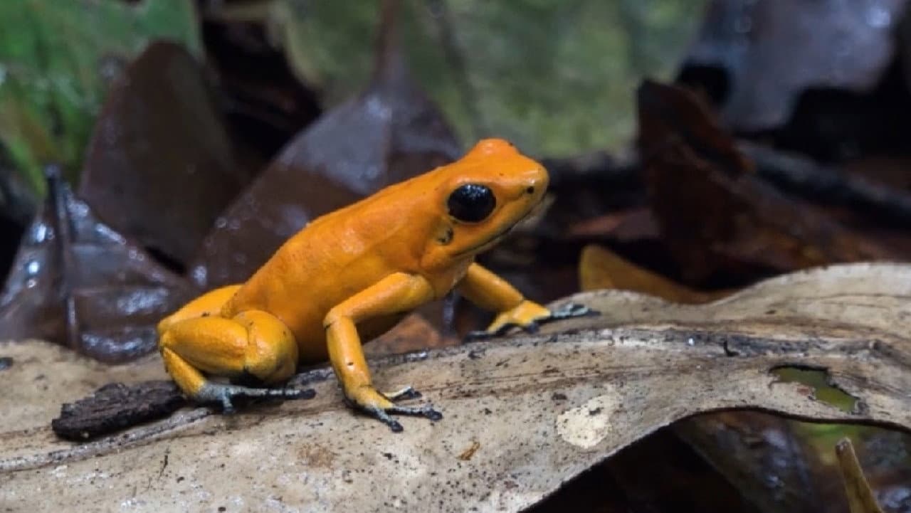Itapoa - Un proyecto que camina backdrop