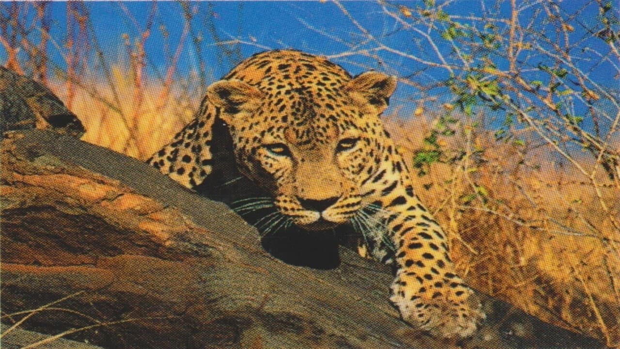 Natural Killers Predators Close Up: Kalahari Supercat backdrop