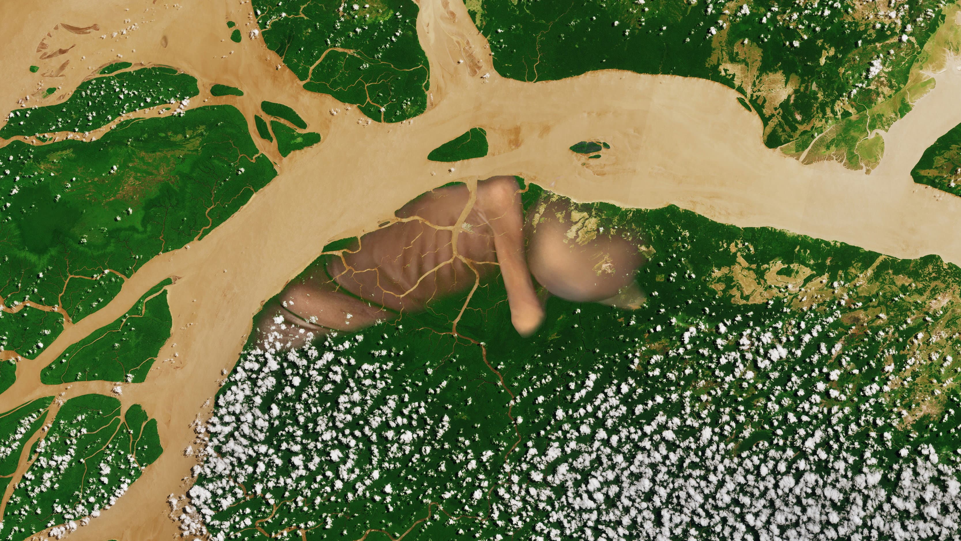 A conquista da floresta backdrop