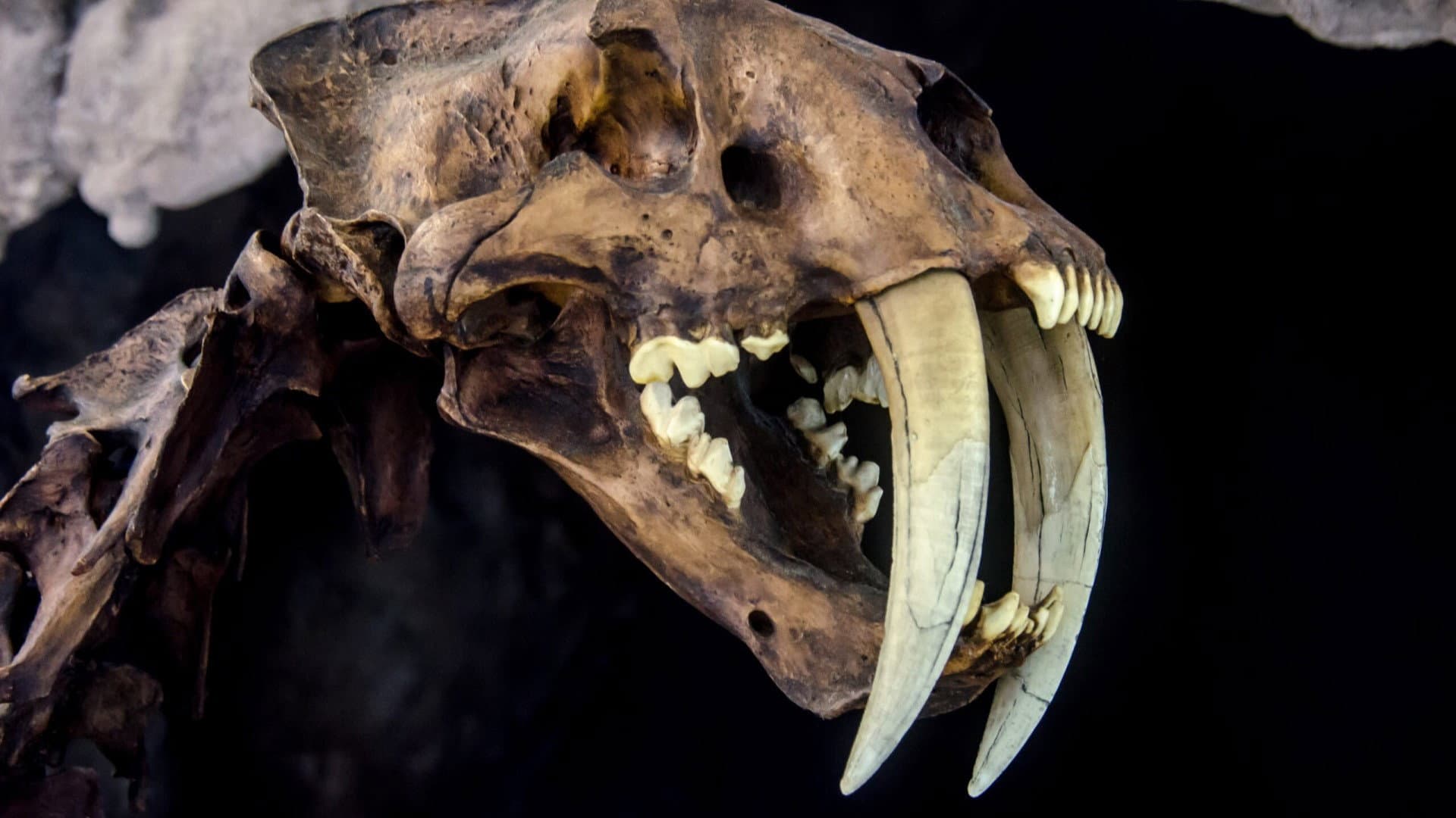 Le mystérieux tigre à dents de sabre backdrop