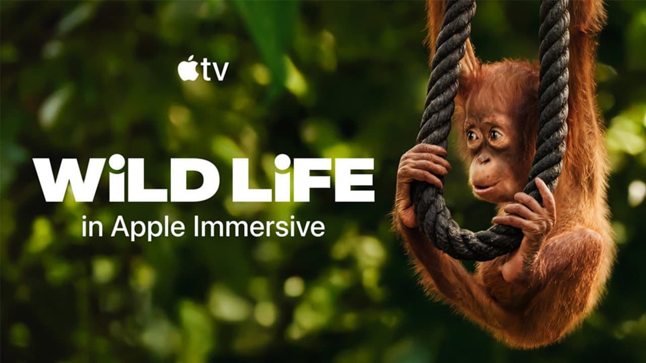 Wild Life - Orangutans backdrop