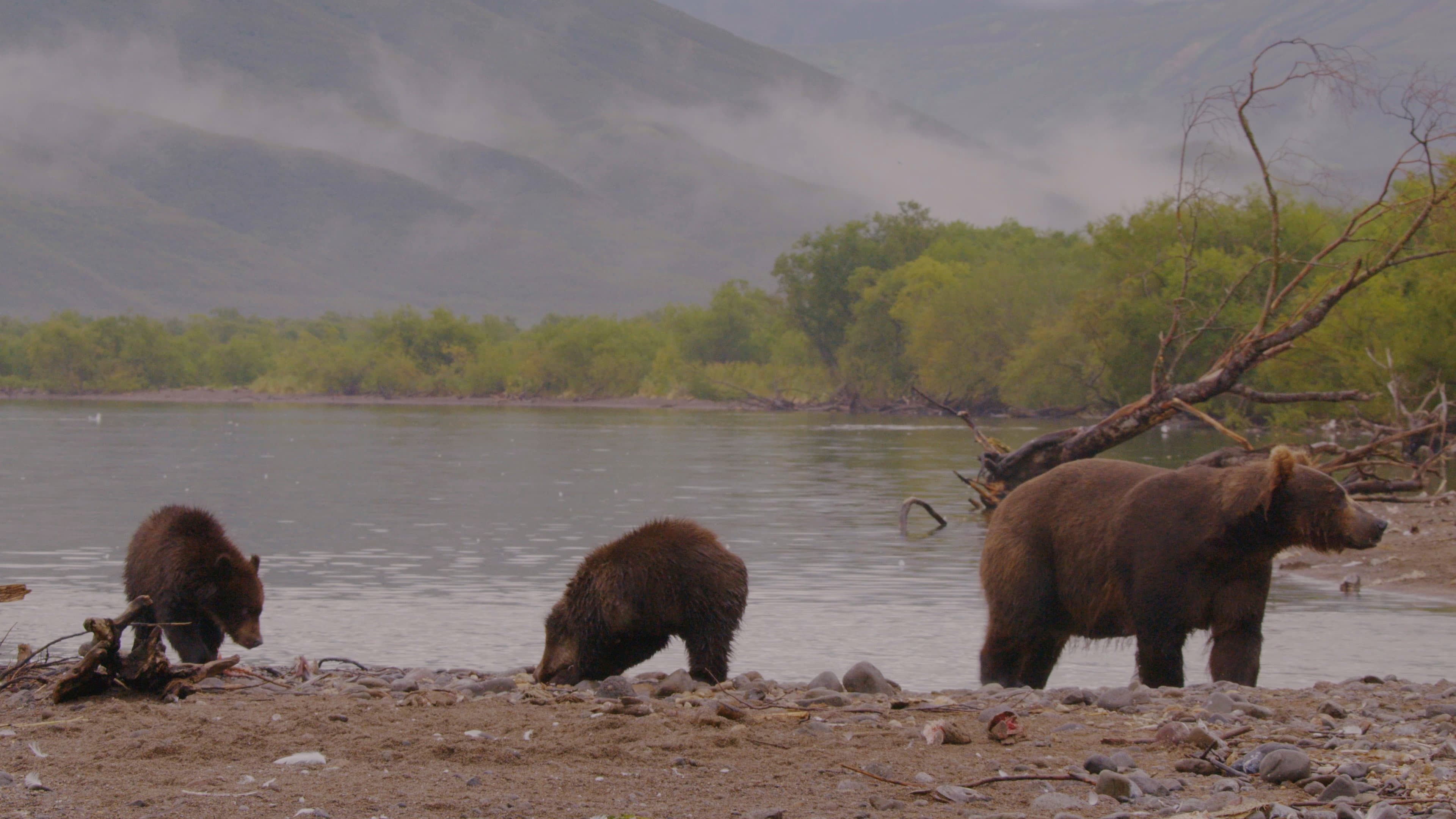 Wild Edens: Russia backdrop