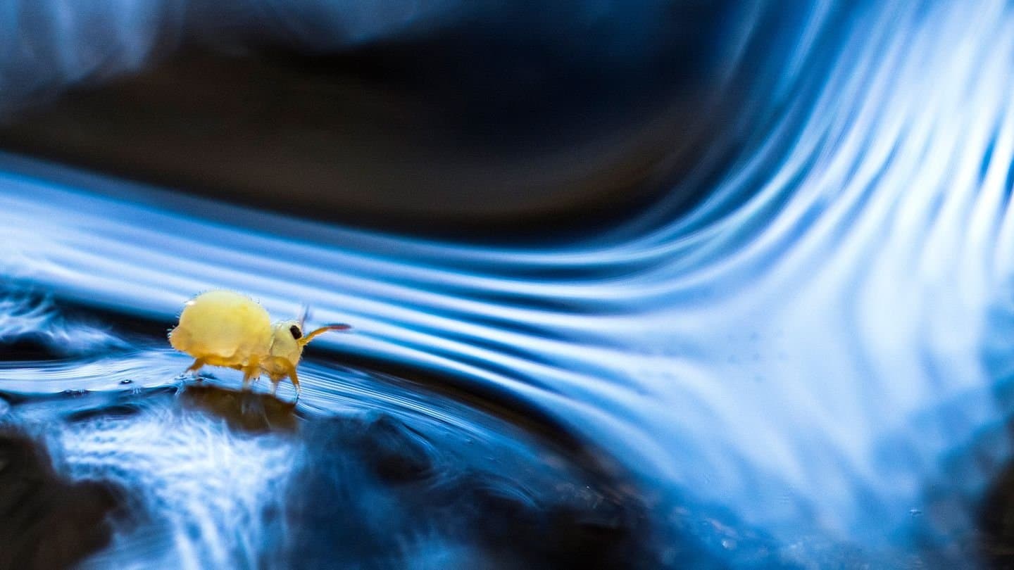 Springtails: The hidden soldiers of Earth backdrop