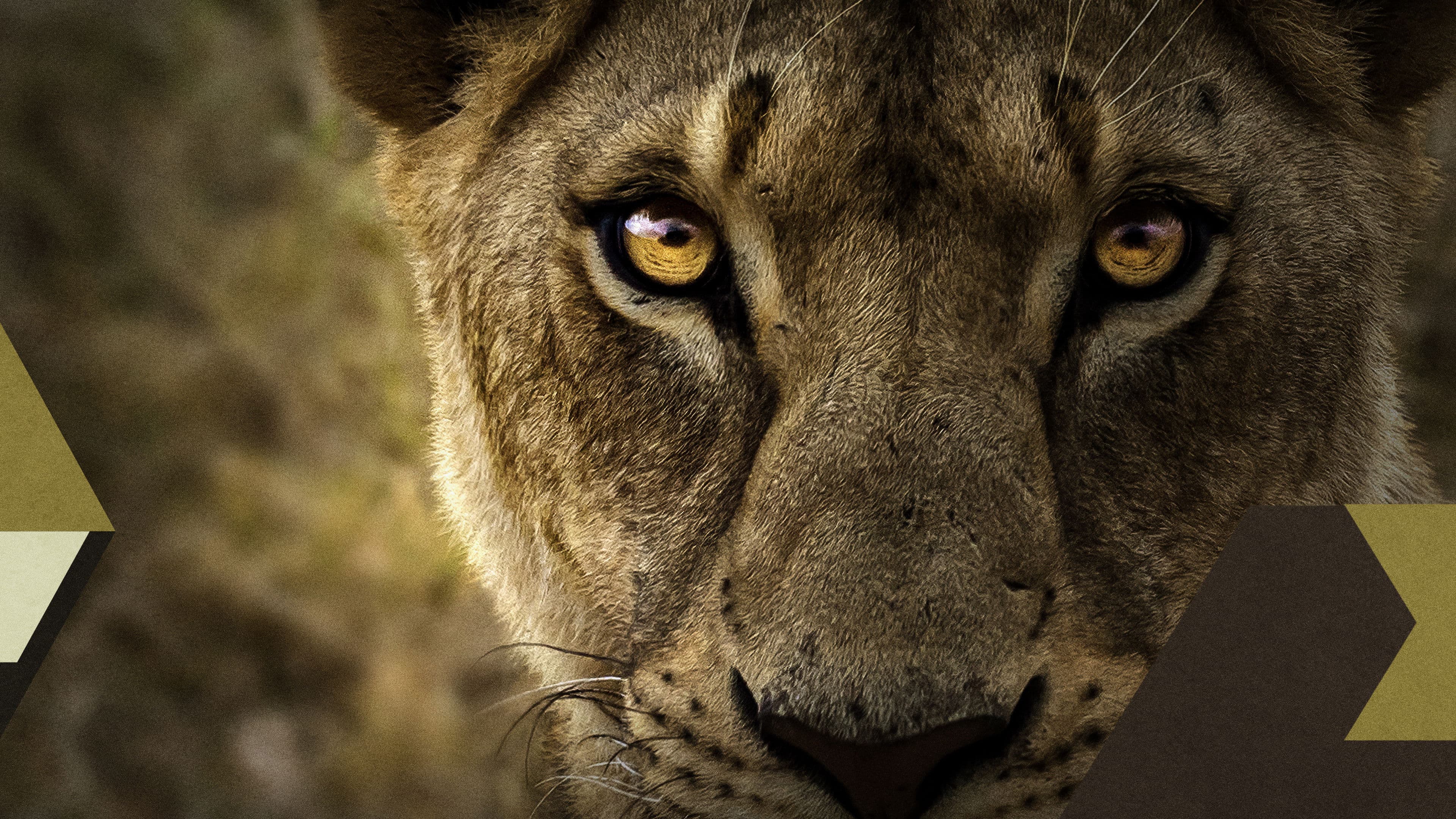 Malika the Lion Queen backdrop