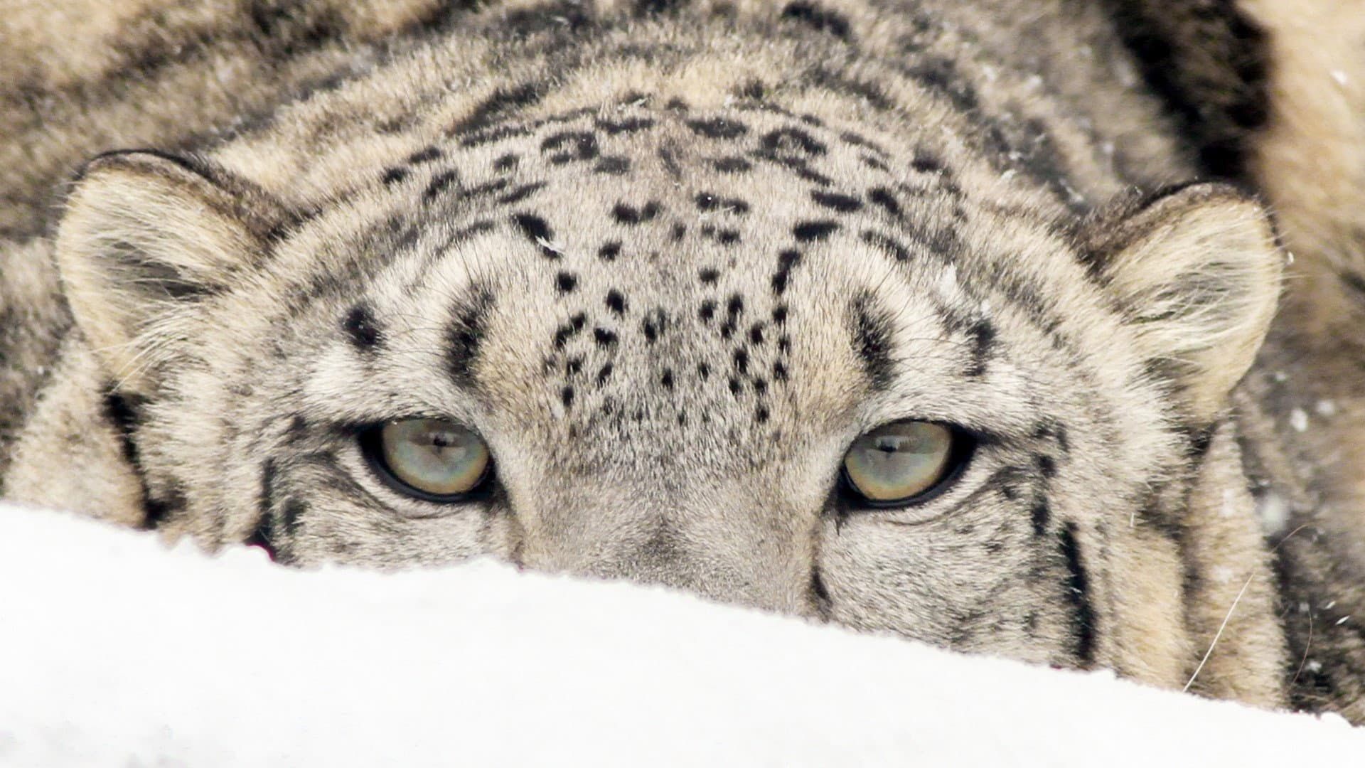 Spirit of the Mountains backdrop