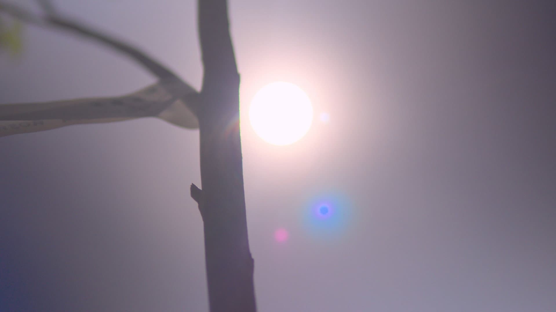 Raízes Perdidas backdrop