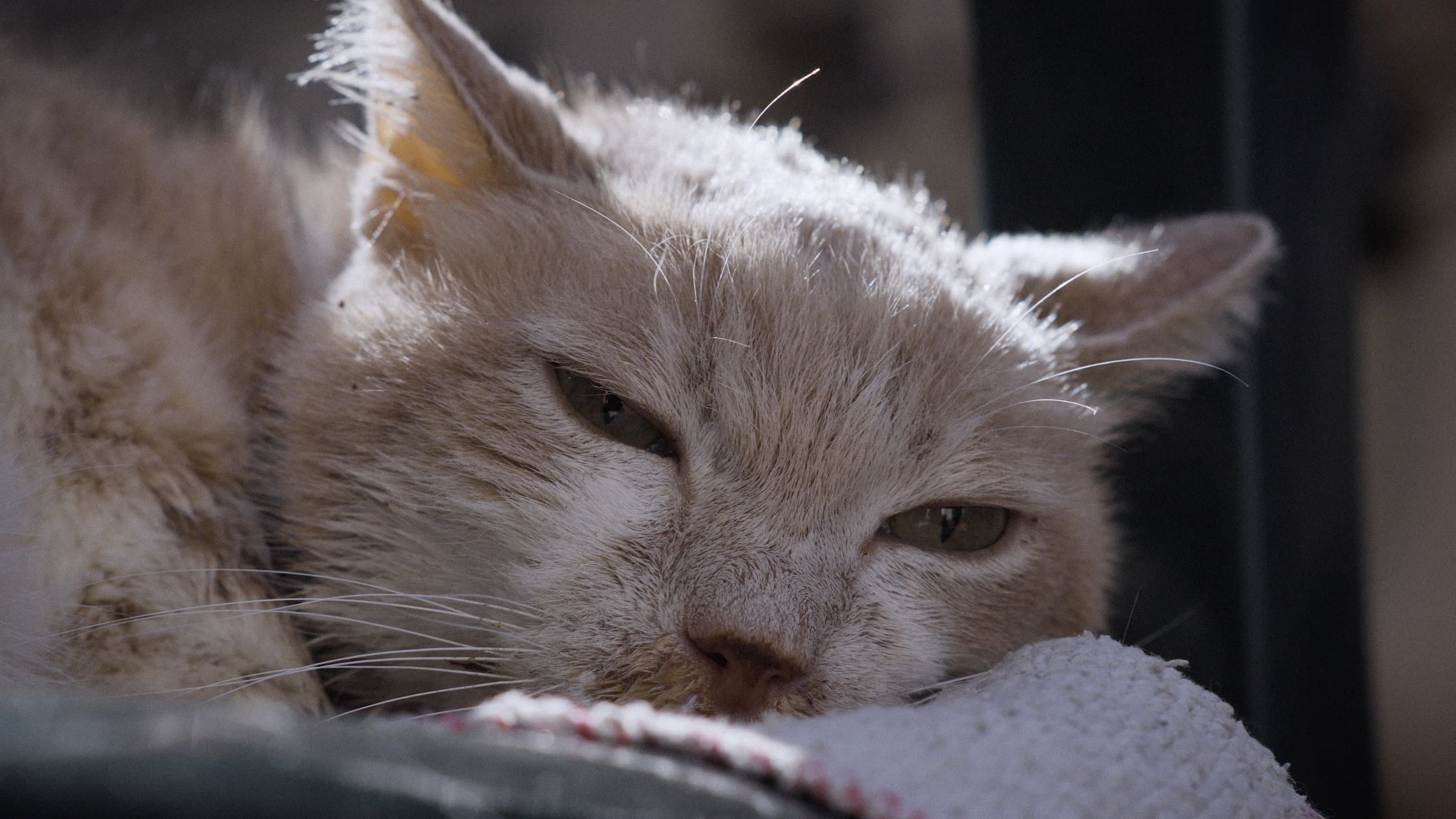 For the Love of Cats backdrop