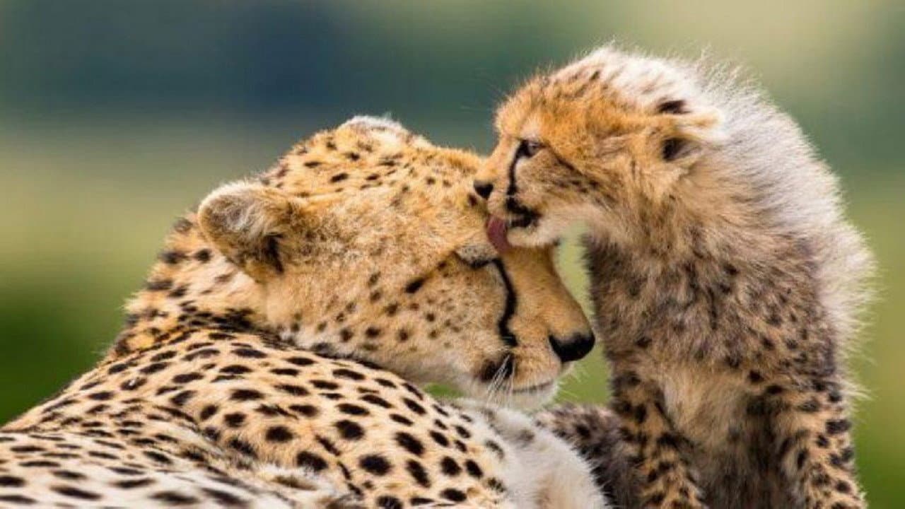 Die fünf Geparde - Gemeinsam durch die Serengeti backdrop
