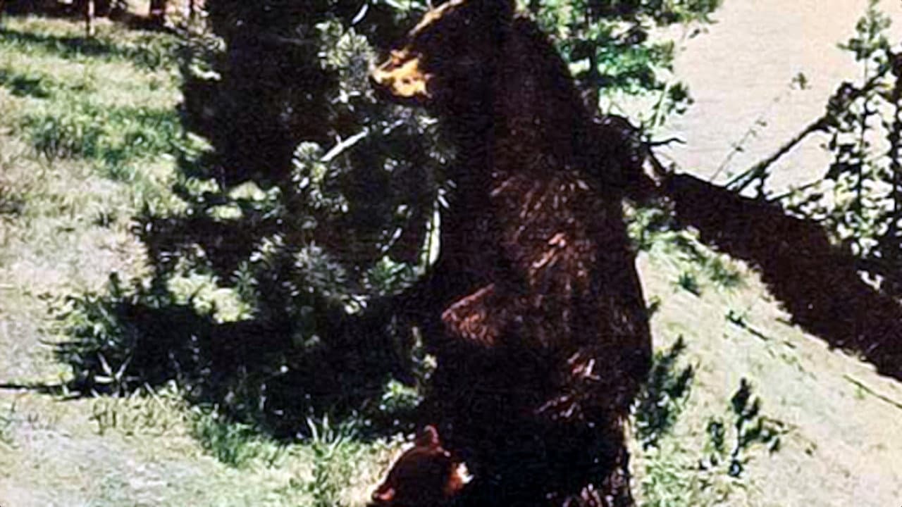 The Last Wilderness backdrop