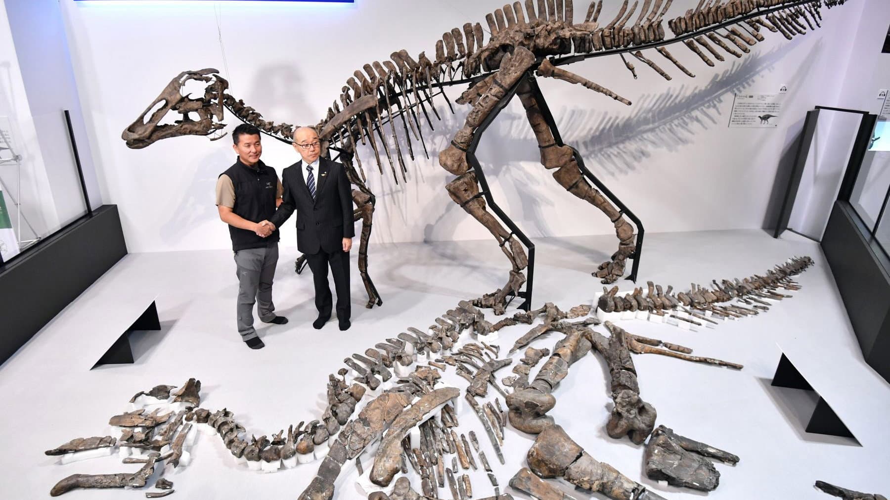 Discovery of the Century — The Great Dinosaur of Japan backdrop