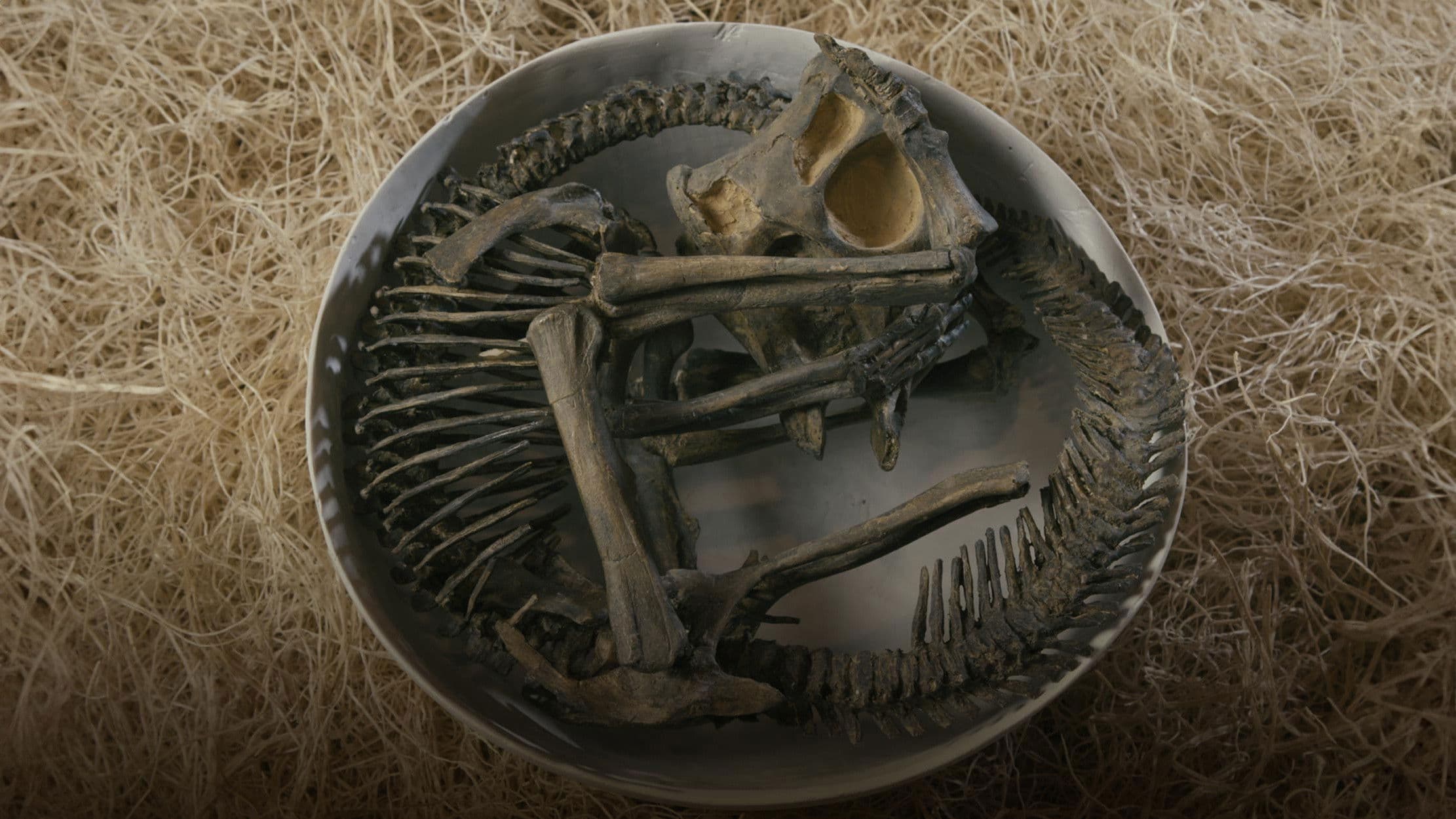 The Dinosaur Echo backdrop