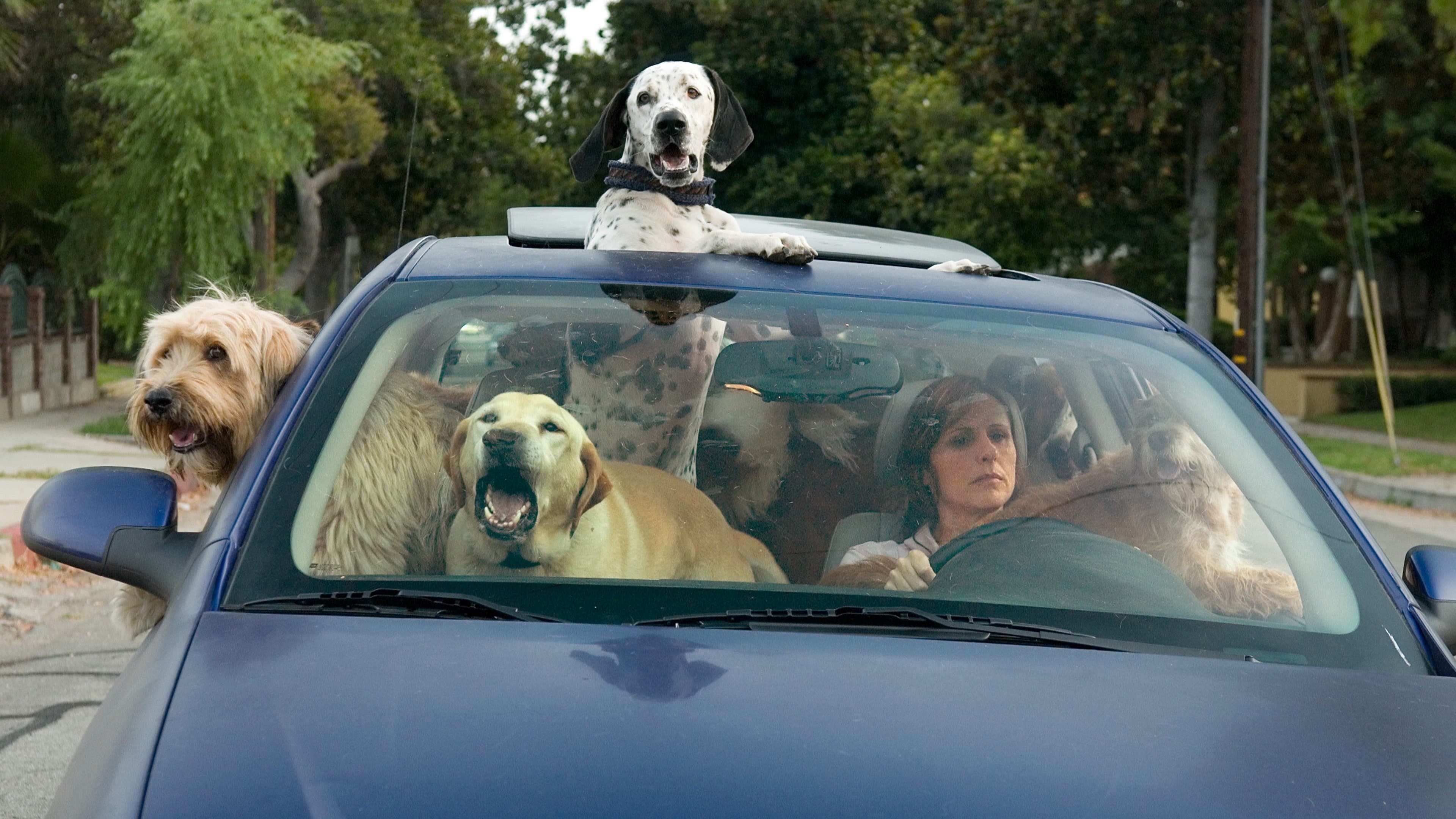 Year of the Dog backdrop