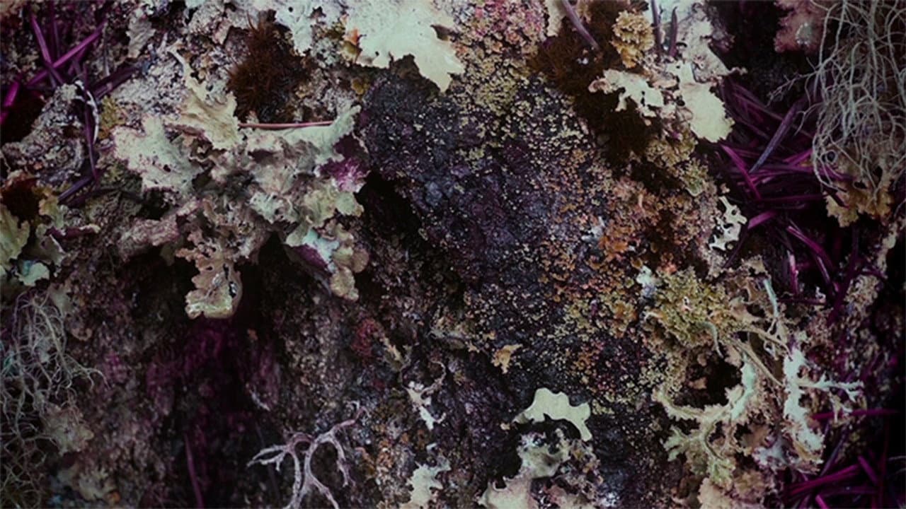 Home in the Woods backdrop