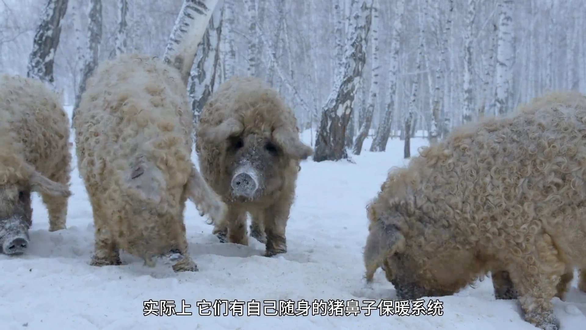 Amazing Pigs backdrop