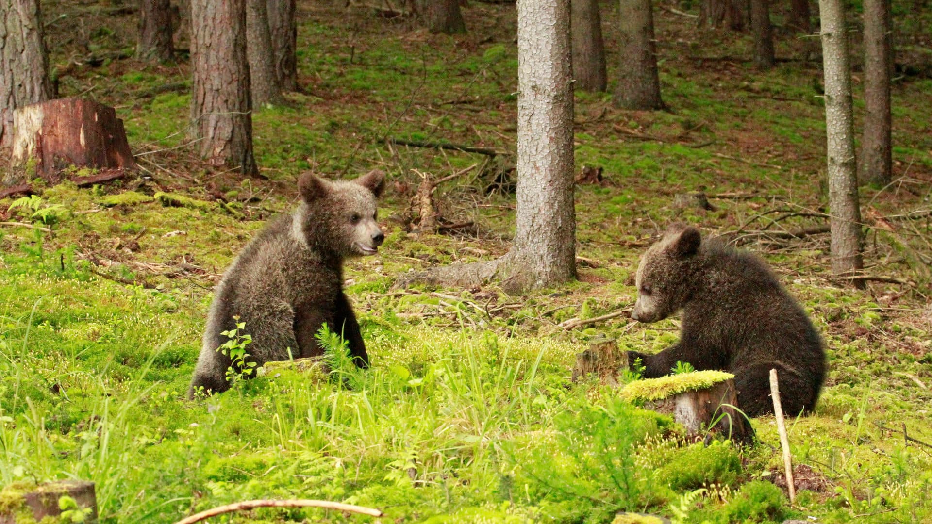 Beary Tales backdrop