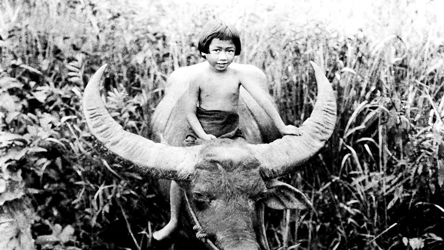 Chang: A Drama of the Wilderness backdrop