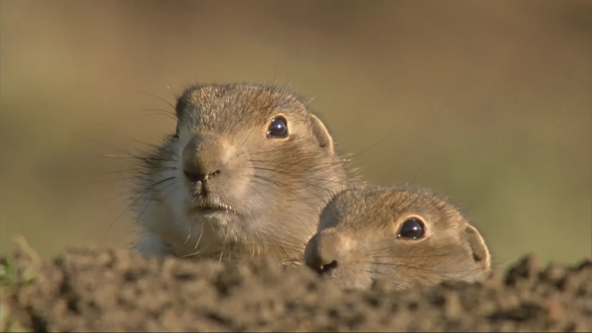 Animal House backdrop