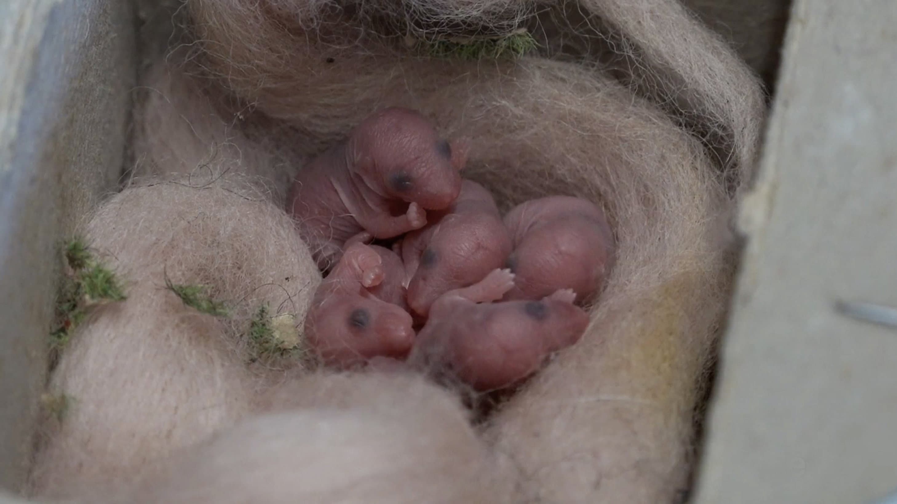 Mice of Rietveld backdrop