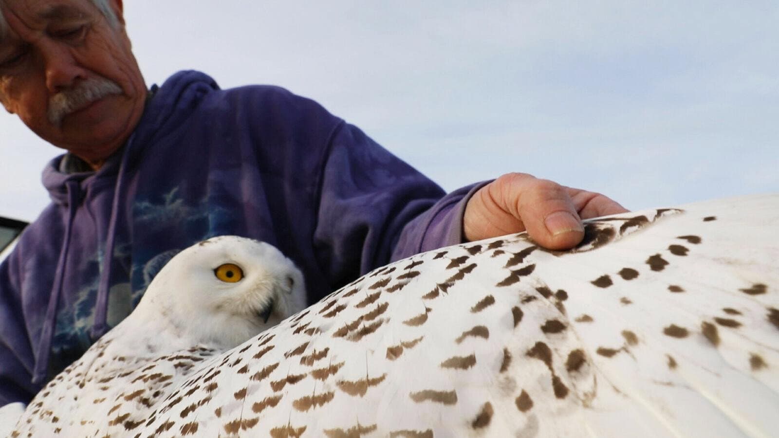 The Snowy Owls of Logan Airport backdrop