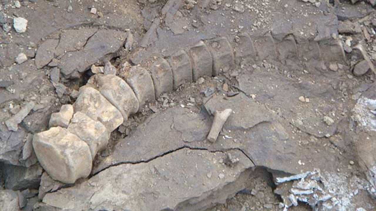 Dinosaurs on Ice backdrop