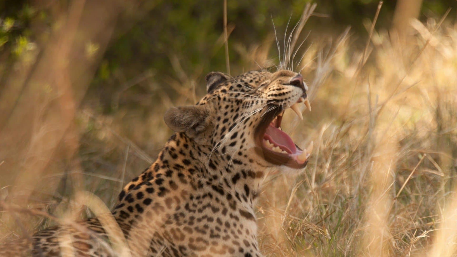 Diary of a Teen Leopard backdrop