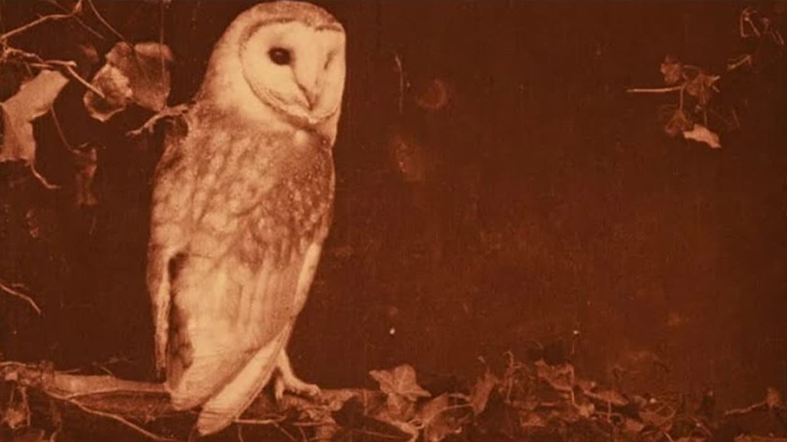 Wild Birds in Their Haunts backdrop