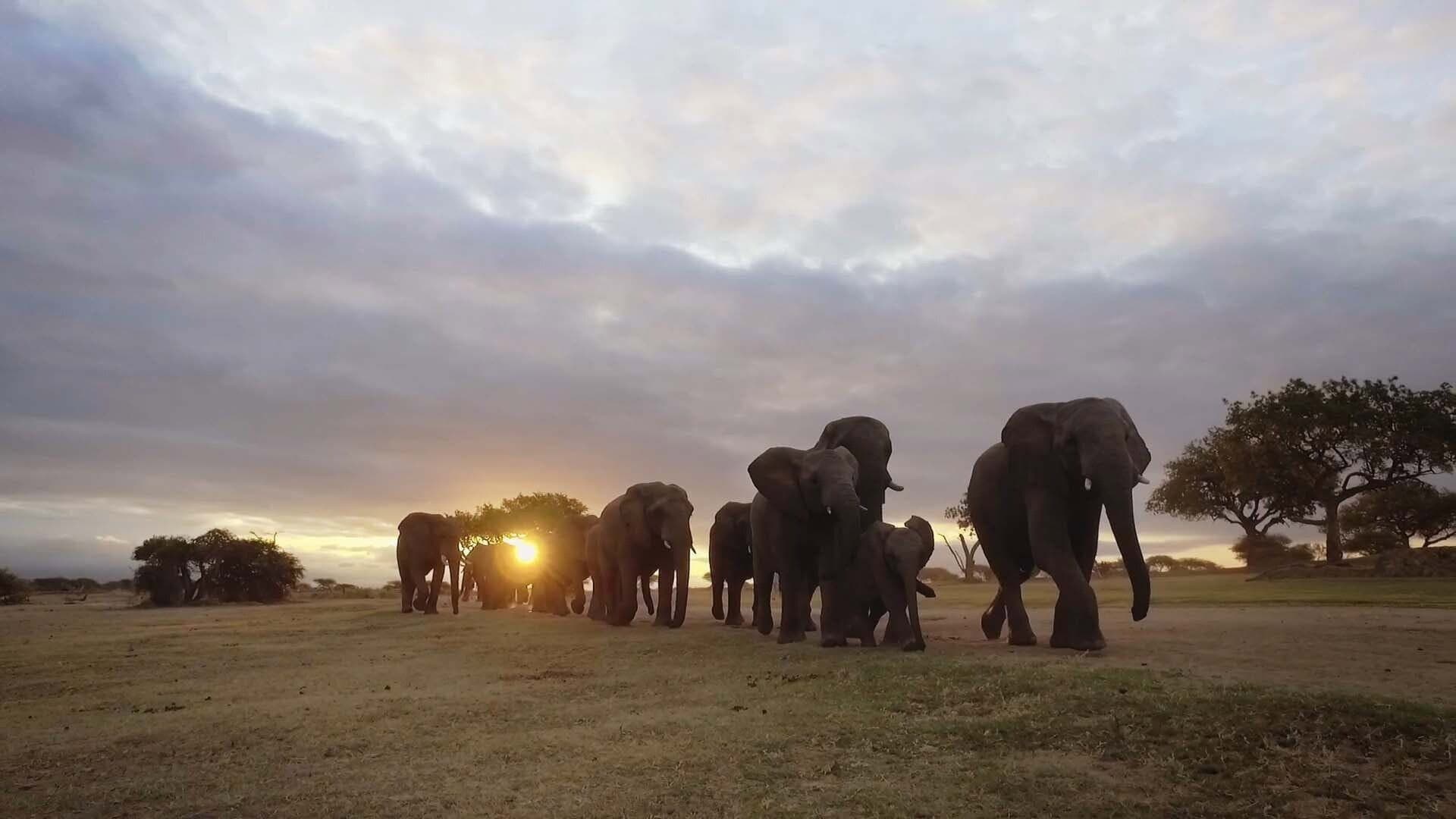 Diary of an Elephant Orphan backdrop