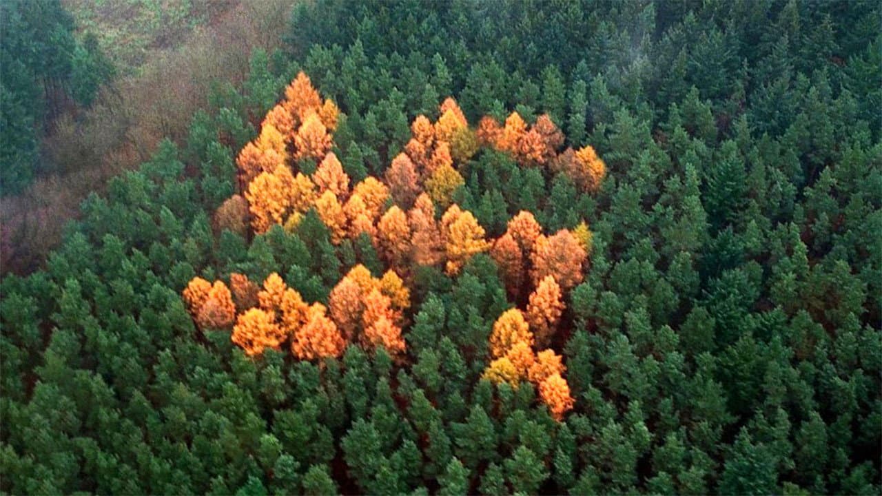 The Story of the Swastika backdrop