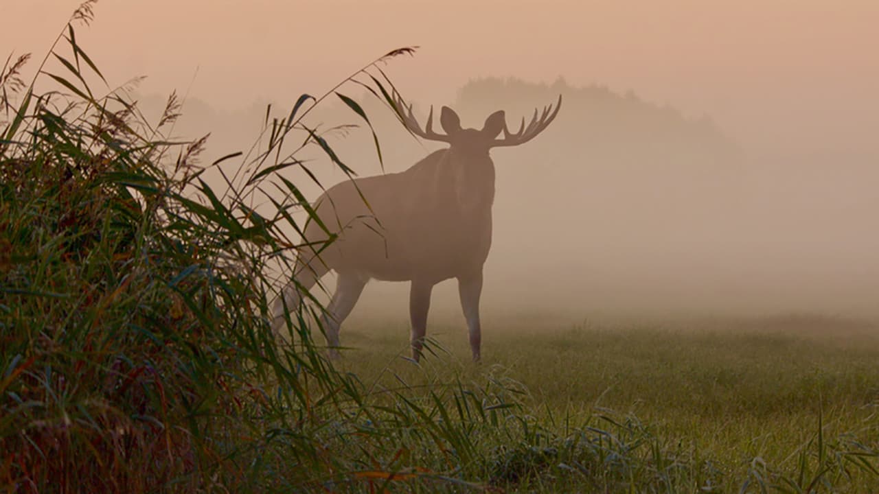 Matsalu Moose: Wild Giants of the Baltics backdrop
