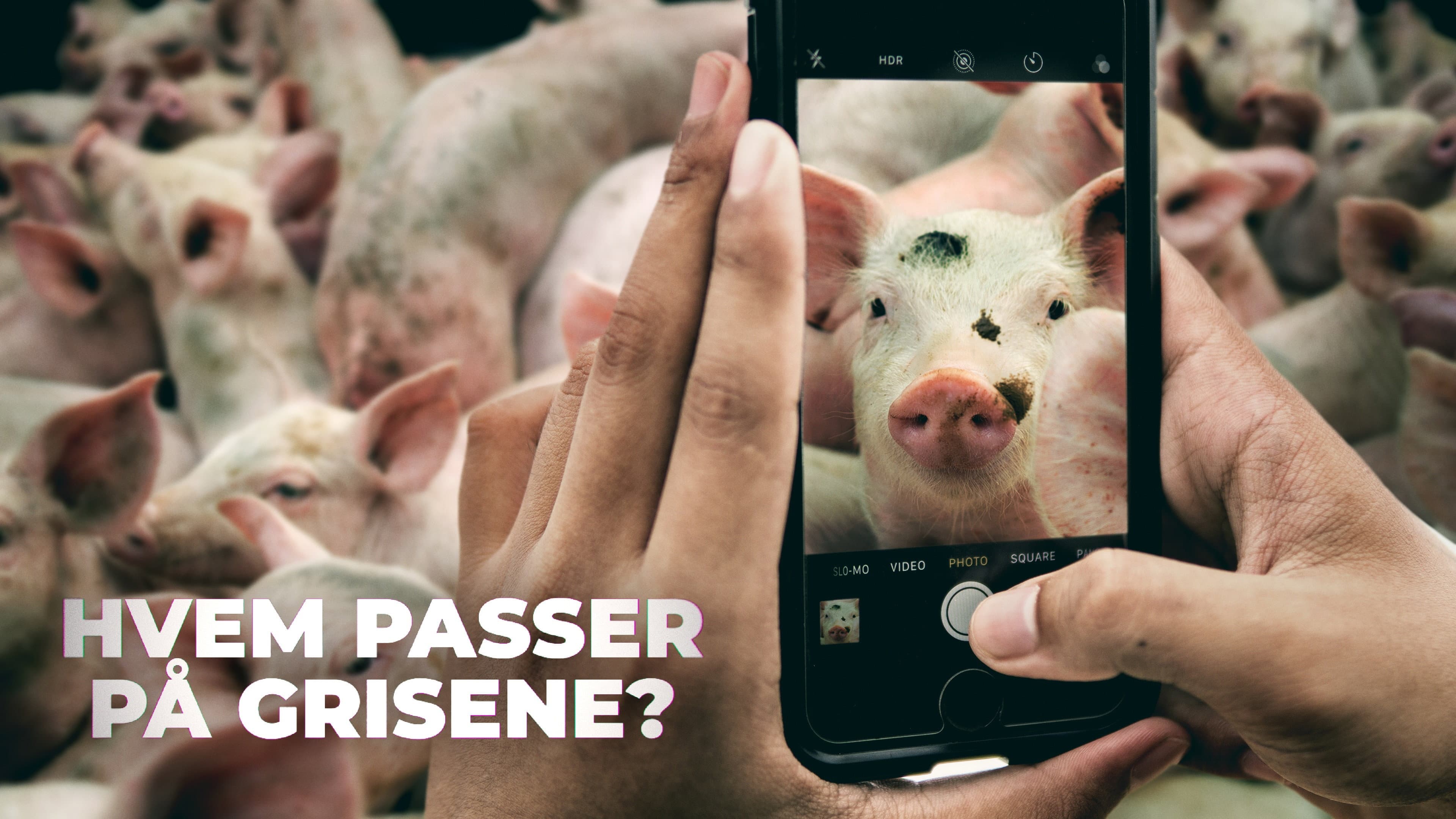 Hvem passer på grisene? backdrop