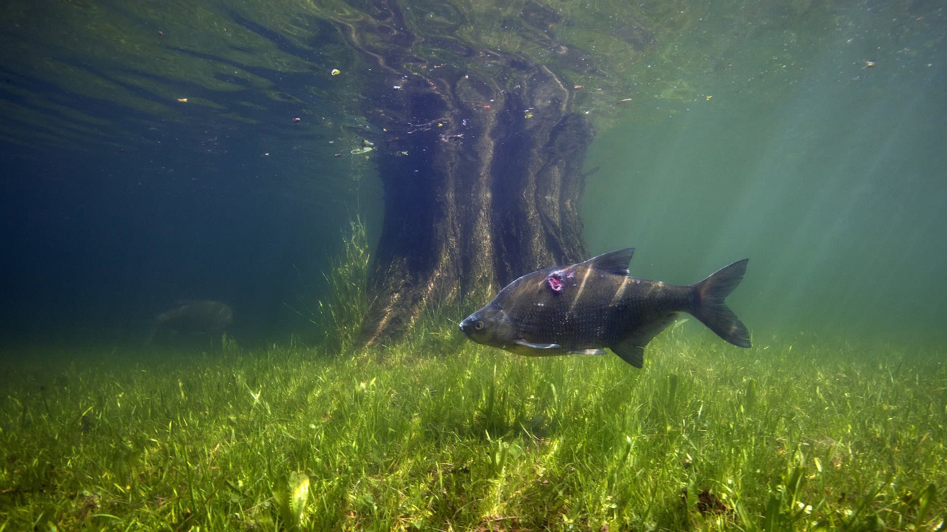 Waves Beneath The Water, Secrets of freshwater life revealed backdrop