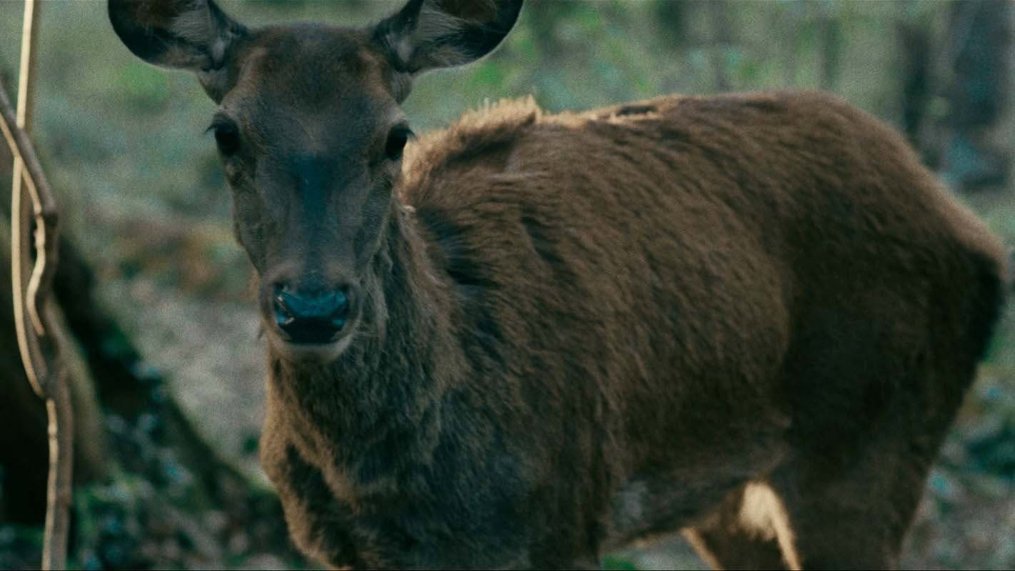 A Quiet Bloom backdrop