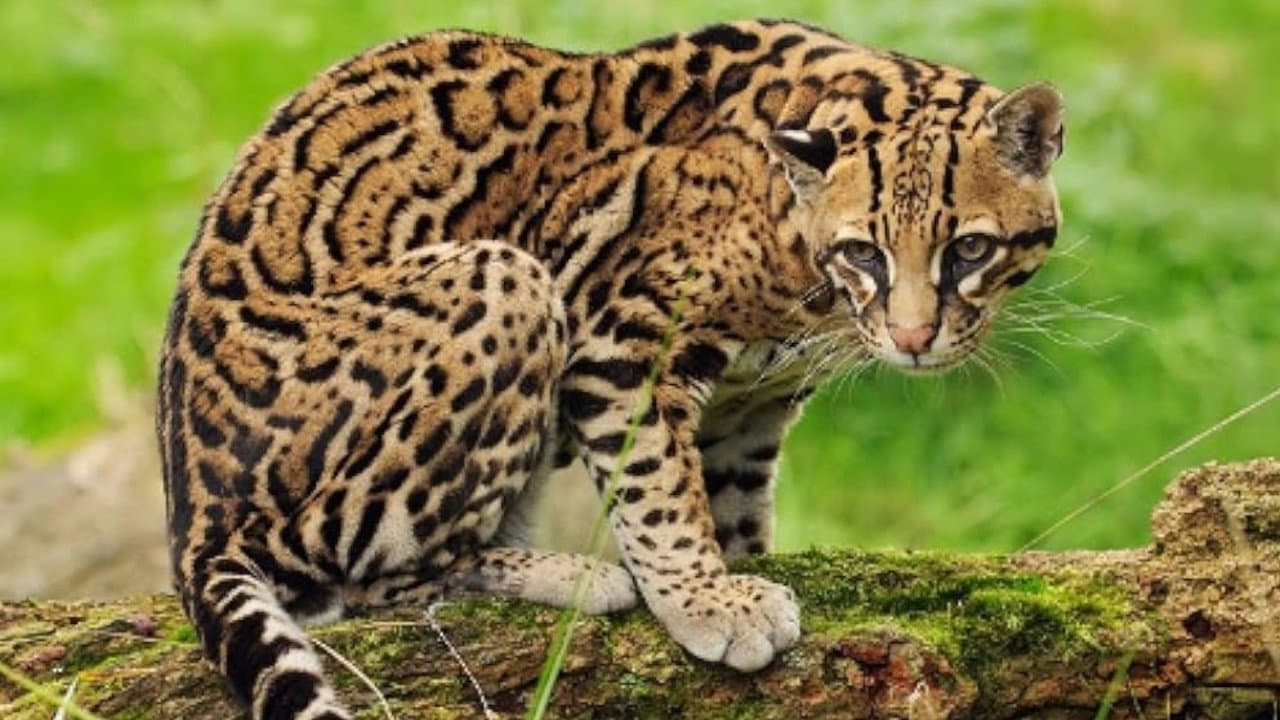 Joker, The Amiable Ocelot backdrop