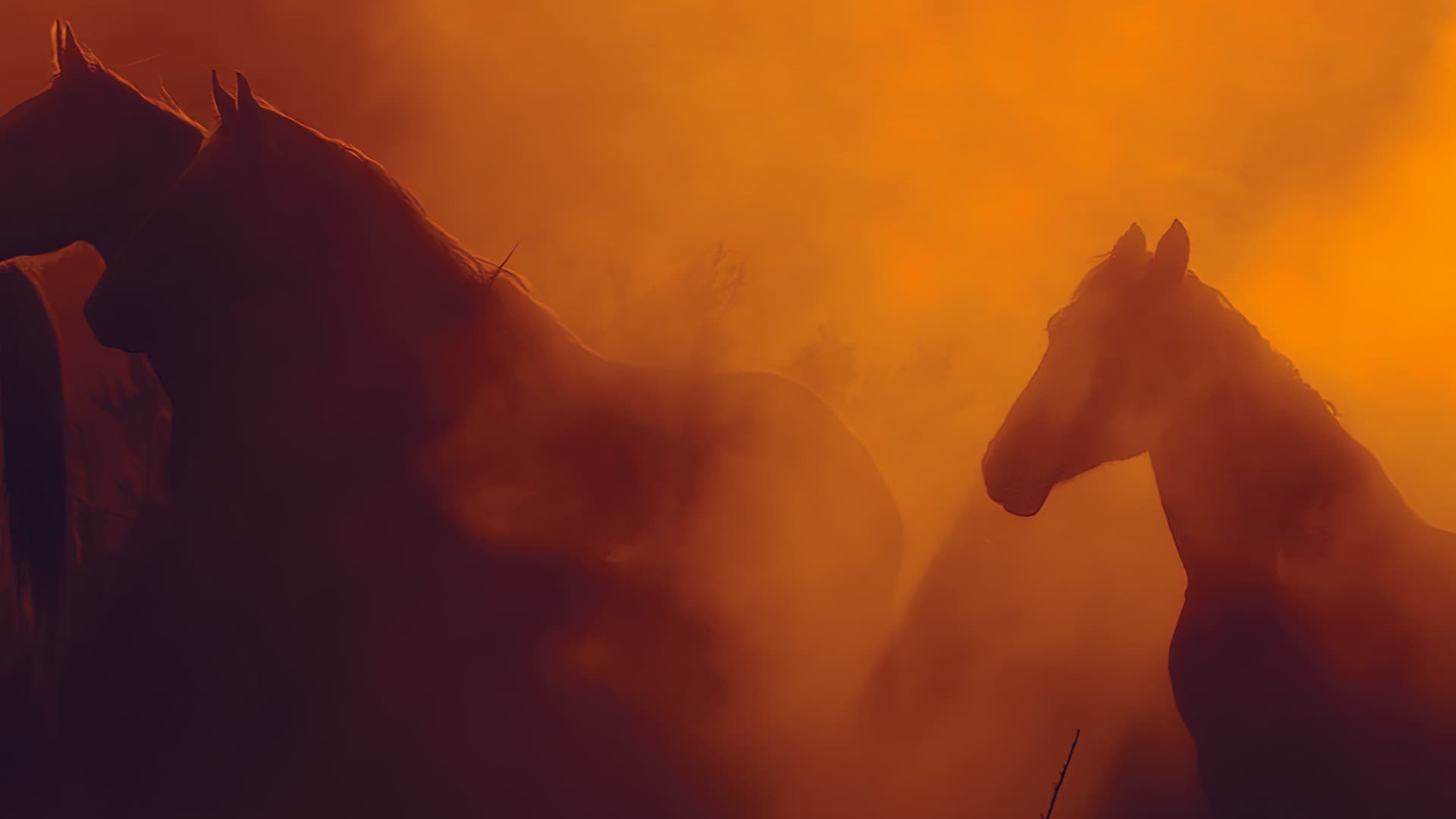Wild Beauty: Mustang Spirit of the West backdrop