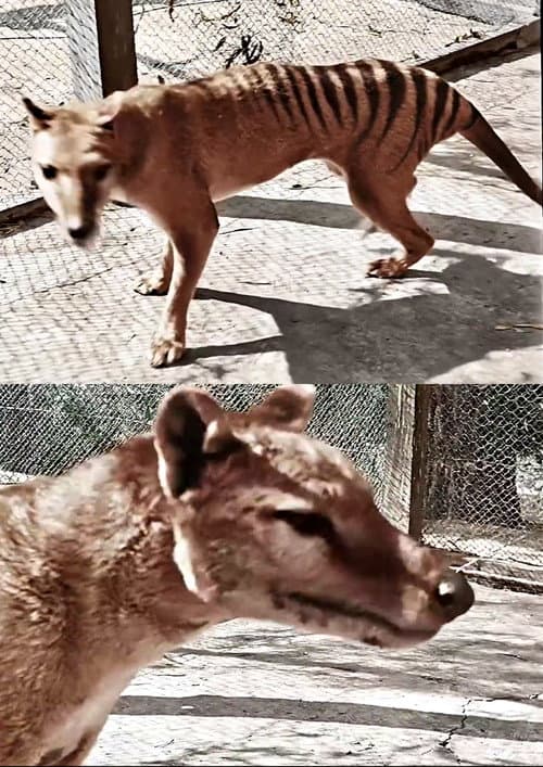 Tasmanian Tiger in Colour poster
