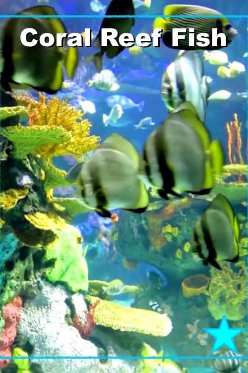 Beautiful Coral Reef Fish poster