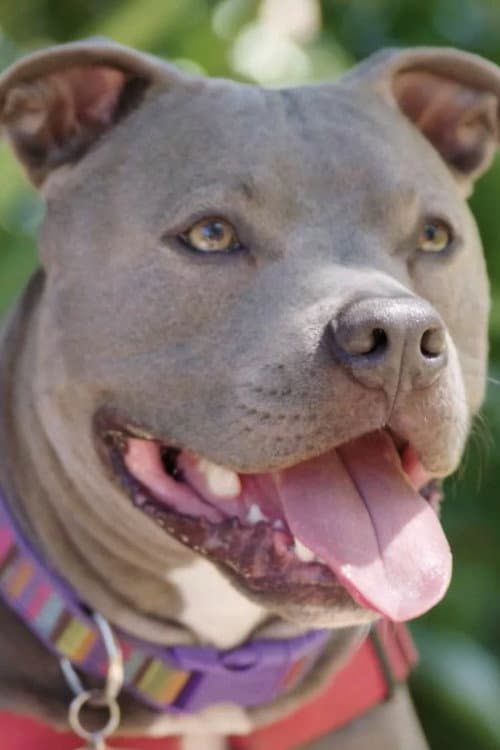 Hopalong Animal Rescue: The Power of Fostering poster