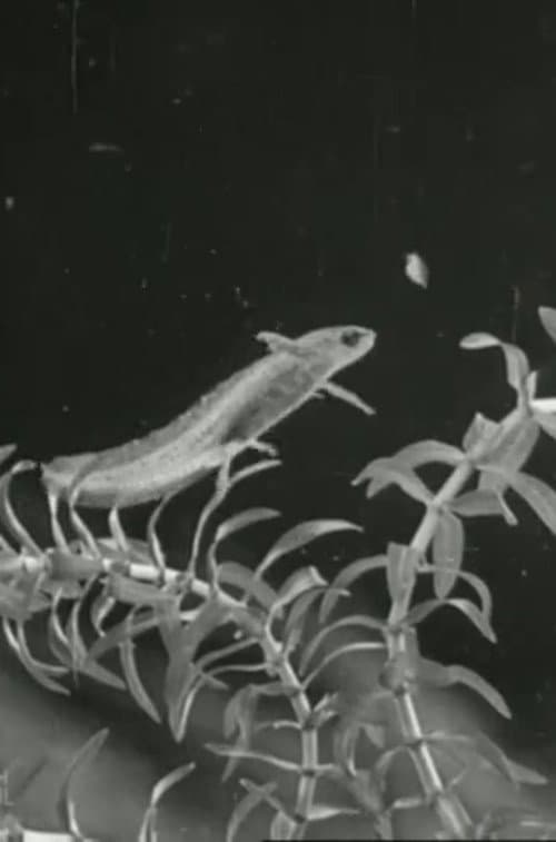 The Life Cycle of the Newt poster