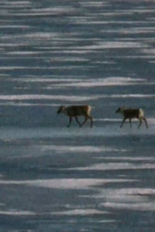 Caribou in the Archive poster