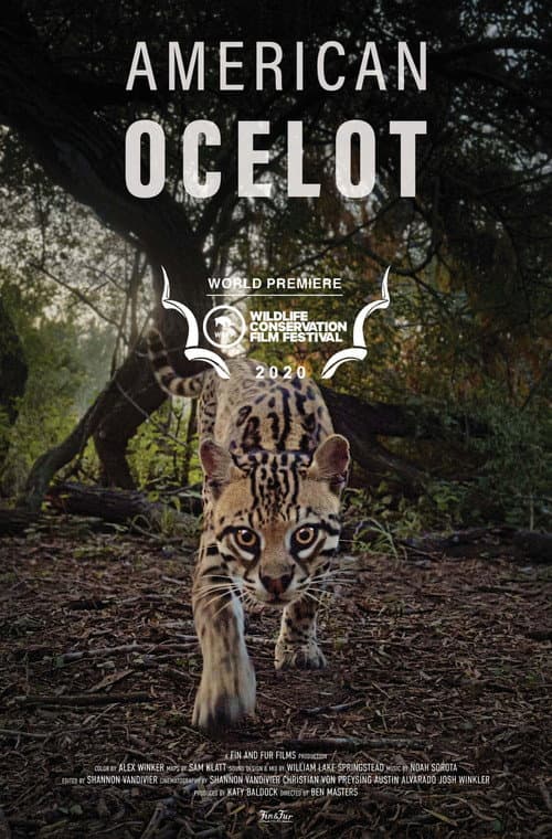 American Ocelot poster