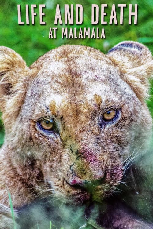 Life and Death at Mala Mala poster