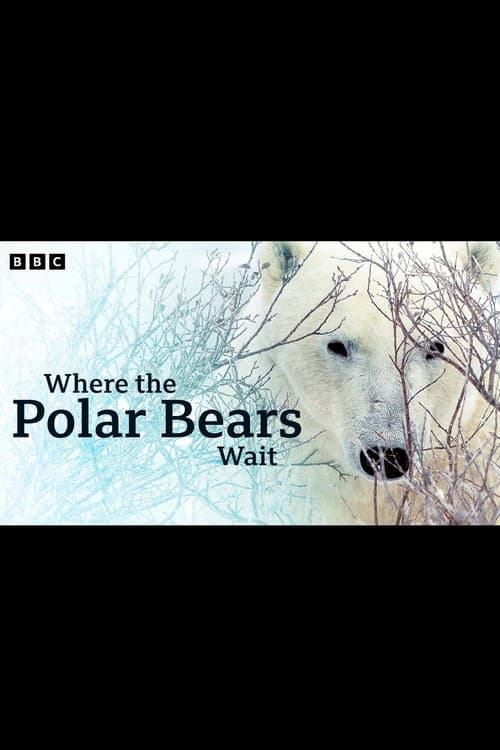 Where the Polar Bears Wait poster
