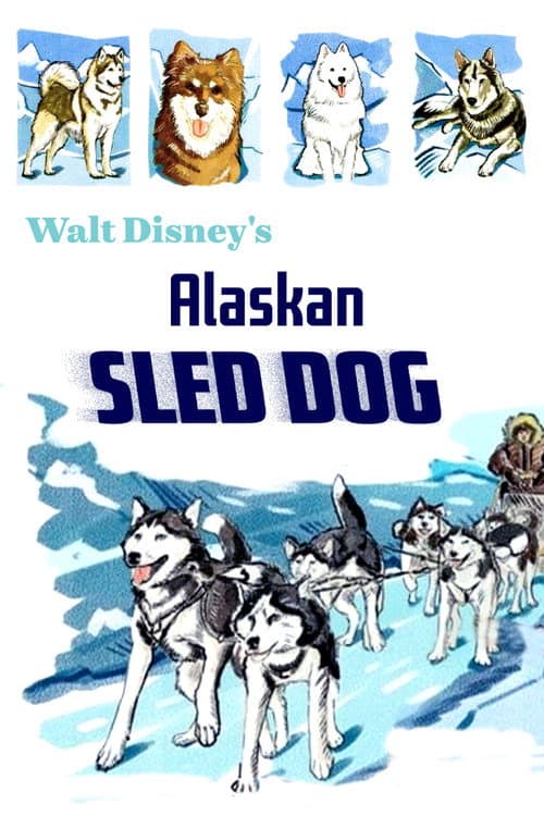 Alaskan Sled Dog poster