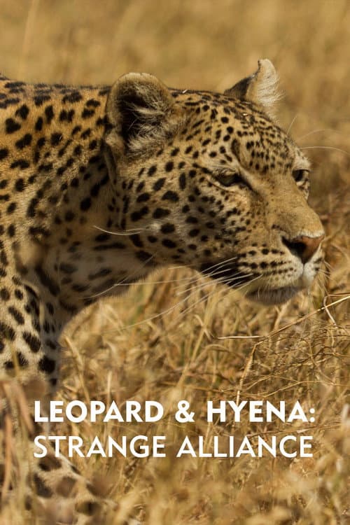 Leopard & Hyena: Strange Alliance poster