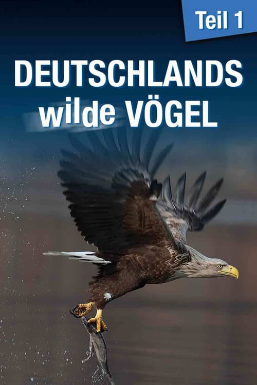 Deutschlands wilde Vögel poster